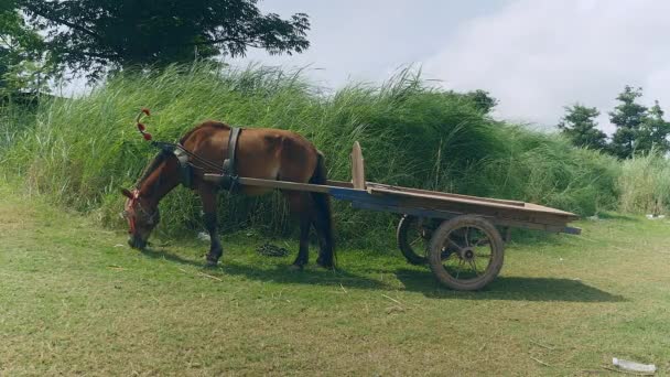 Empty horse cart eating grass in a field — Stock Footage Empty horse cart eating grass in a field Stock Video