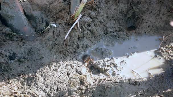 Primo piano sul cacciatore di granchi che cattura granchi di fango nel terreno della risaia — Video Stock