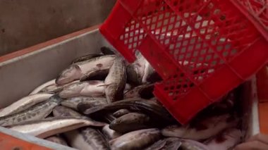 Balıkçılar avlarını sandıktan buz sandığına dökerler.