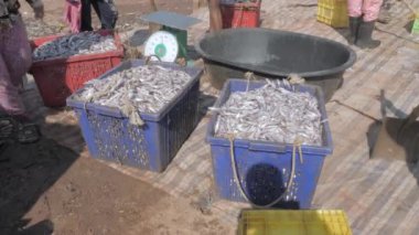 Balık avı sabah pazarındaki müşteriler için plastik sepetlerde tutulur. 