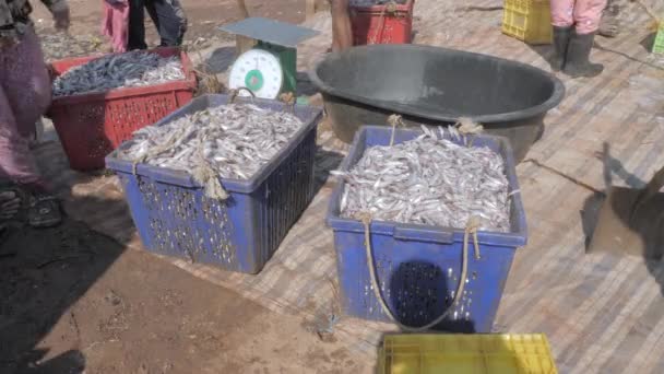 Fish Catch Kept Plastic Baskets Customers Morning Market — Stock Video