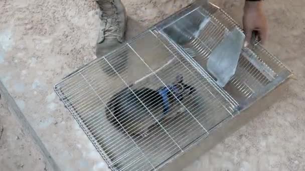 Nahaufnahme Einer Ratte Die Auf Minensuche Trainiert Wurde Rückkehr Einen — Stockvideo