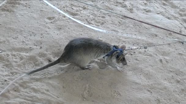 Szczur Okiełznany Prowadzony Dół Nauczył Się Wywęszyć Miny Lądowe Wybuchowe — Wideo stockowe