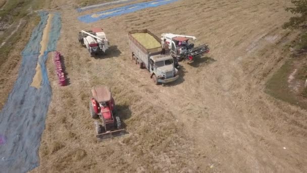Traktor Kombájnok Szántóföldön Betakarított Rizsnel Megtöltött Régi Teherautó Légi Közlekedése — Stock videók