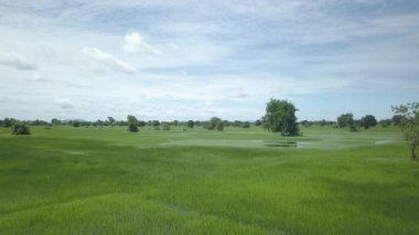 Derin suların üzerinde alçak uçan pirinç tarlaları yüzen pirinç olarak da bilinir.