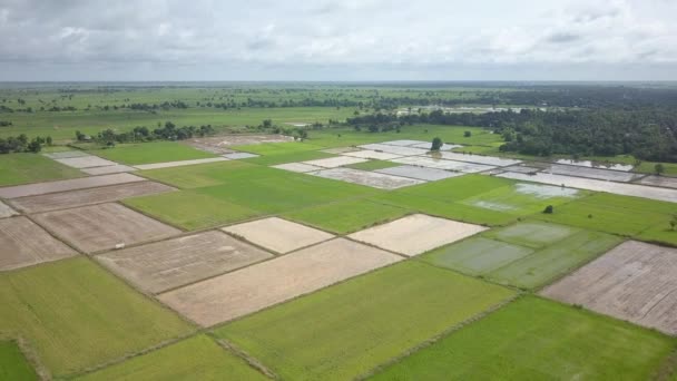 Drohnenaufnahmen Von Grünen Reisfeldern Und Landungsvorbereitungen Nach Der Letzten Ernte — Stockvideo