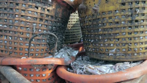 Cerrar Cestas Llenas Pescado Fresco Dentro Del Remolque — Vídeos de Stock