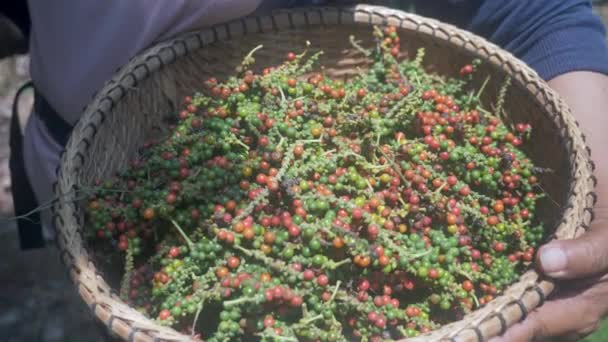 Perto Agricultor Colhendo Pimenta Seguida Mantê Cesta Winnowing Frutos São — Vídeo de Stock