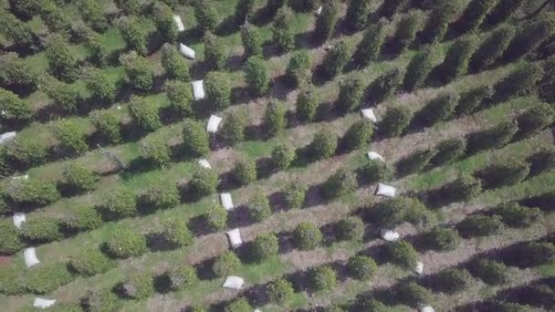 Imágenes Aéreas Descendentes Sacos Llenos Granos Pimienta Plantación Pimienta — Vídeos de Stock