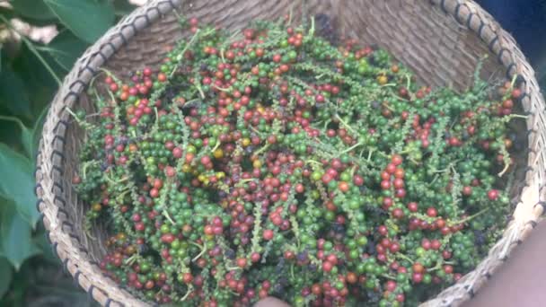 Gros Plan Poivrons Garder Dans Panier Winnowing Les Fruits Sont — Video