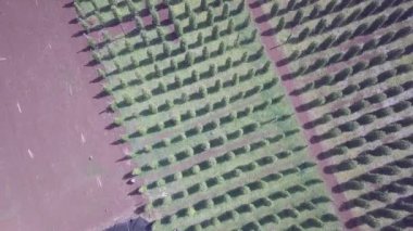 Sabah dikey biber ekiminin dikey drone görüntüsü