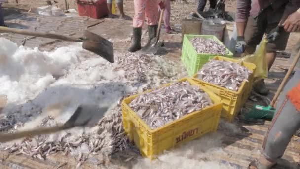 Närbild Grupper Arbetare Som Lägger Fisk Blandad Med Salt Korgar — Stockvideo