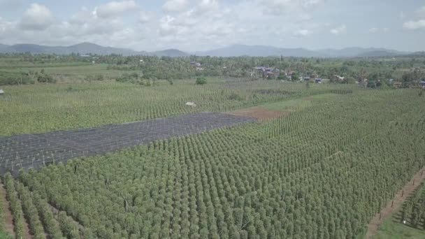 飞向下游的胡椒种植园 — 图库视频影像