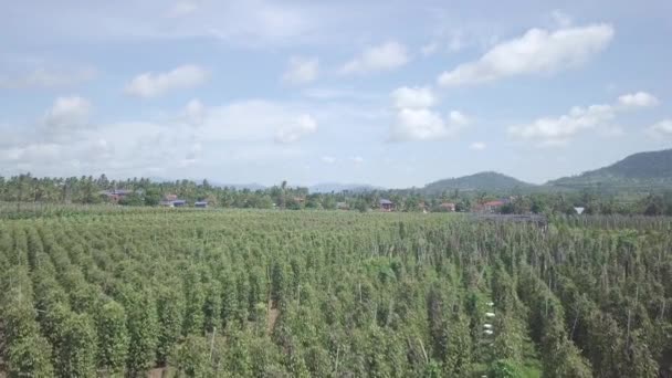 Low Flying Pepper Plantations — Stock Video