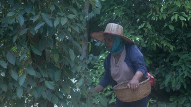 Battambang Cambodja 2020 Oude Vrouw Plukt Peper Bewaart Het Dan — Stockvideo