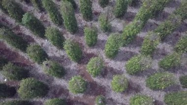 Karabiber sarmaşıklarının bir parçasından yükseliyor