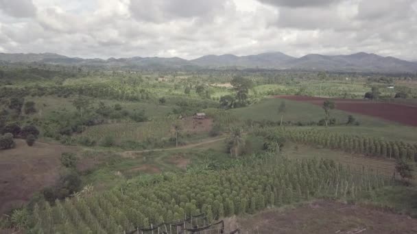 Volant Vers Les Vignes Poivre Noir Sur Les Pentes Des — Video