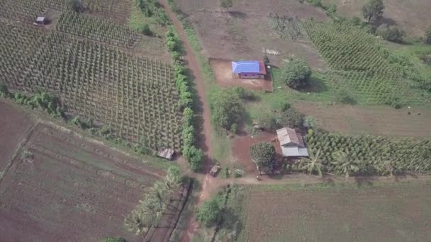 Overhead Drone Tiro Uma Estrada Terra Que Atravessa Vinhas Pimenta — Vídeo de Stock