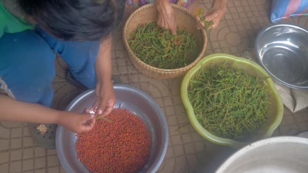 Primer Plano Del Procesamiento Pimienta Color Clasifica Como Los Dos — Vídeos de Stock