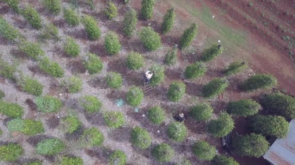 对黑胡椒藤木的无人机观察需要相对基本的护理 农民们会切断任何较小的枝条 包括任何叶子 — 图库视频影像