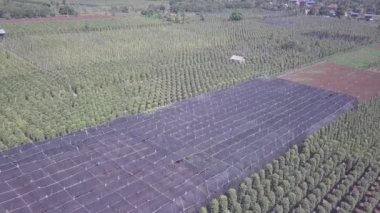 Önce biber tarlasının bir kısmının görüntülerini örtülü kumaşla çekiyoruz sonra da biber tarlalarıyla çevrili bir çiftlik evinin üzerinden.