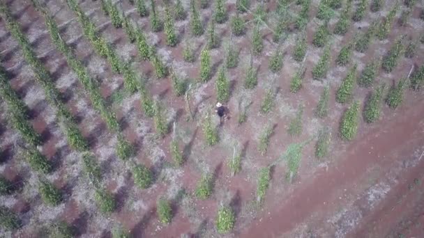 Vista Estática Aérea Homem Usando Cortador Escova Nas Vinhas Pimenta — Vídeo de Stock