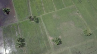 Yeşil pirinç tarlalarının İHA görüntüsü