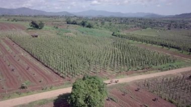 İki tekerlek üzerinde uçan traktör toprak yolda biber sarmaşıklarının arasından geçiyor.