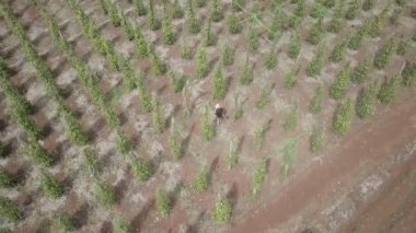 Biber tarlasında fırça kesici kullanan bir adamın havadaki durağan görüntüsü. 