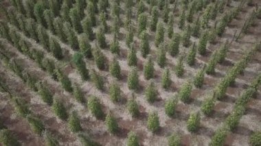 Karabiber sarmaşıklarının üzerinde alçaktan uç