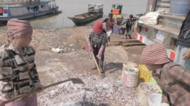 Bir grup işçi sepetlere tuzlu balık koyuyor. 