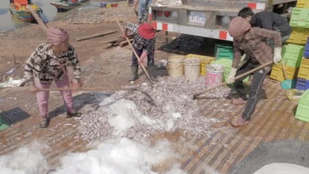 Primer Plano Del Grupo Trabajadores Poniendo Peces Mezclados Con Sal — Vídeos de Stock