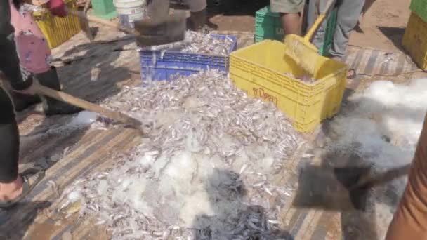 동자들 소금에 생선을 과섞어 바구니에 — 비디오