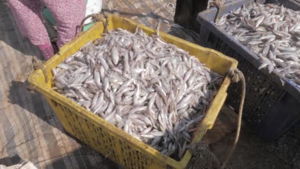 Pequeños Peces Con Sal Guardados Canasta Antes Ser Entregados Mercado — Vídeo de stock