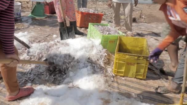 Primer Plano Del Grupo Trabajadores Poniendo Peces Salados Mezclados Con — Vídeo de stock