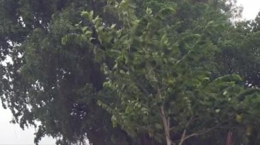  Yağmur ve rüzgarlar ağaçları uçuruyor.)