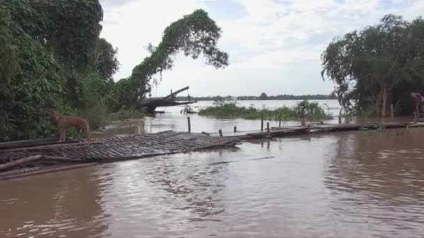 Ponte Makeshift Feita Bambu Sobre Campo Inundado Durante Estação Das — Vídeo de Stock