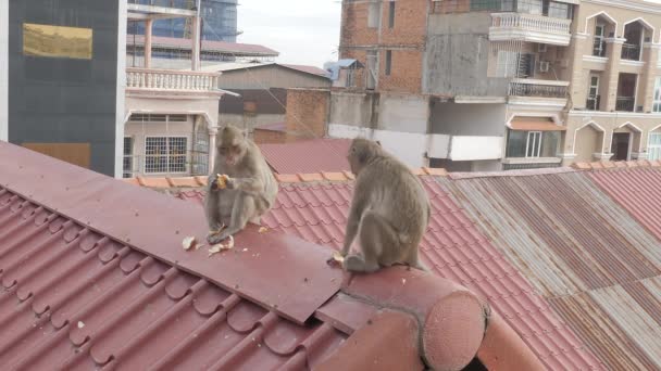 Gros Plan Singes Mangeant Pain Sur Toit — Video