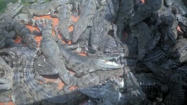 Perto Crocodilos Comendo Peixes Mortos Fazenda — Vídeo de Stock