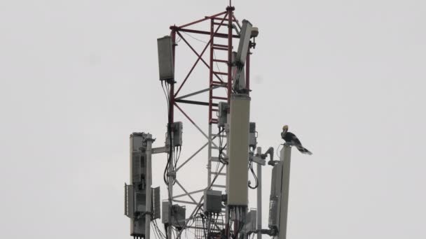 Singes Calmar Sur Tour Antenne — Video