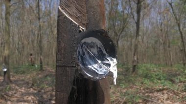 Plastik bir ağaçtan sallanan lateks bardak, özsuyu topladıktan sonra. 