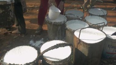 Plastik kovalara taze toplanmış lateks ve küçük bir tank kamyonuna konur. )