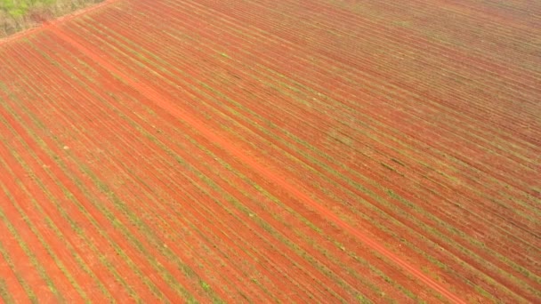 Volar Sobre Árboles Jóvenes Caucho Los Campos Hora Mañana — Vídeo de stock