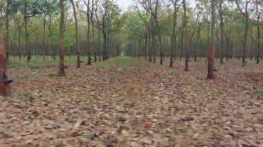 Pürüzsüz hava aracı görüntüleri kauçuk plantasyonunda yavaşça ilerliyor