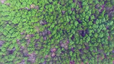 Dönen dron atışı kauçuk plantasyonlarını ortaya çıkarır