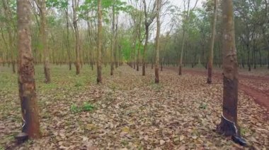Pürüzsüz hava aracı görüntüleri kauçuk plantasyonunda yavaşça ilerliyor