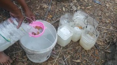 close-up of a toddy-tapper pouring freshly harvested palm sap in a plastic bucket using a strainer