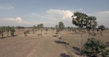 flying upwards of  herd of cows walking across a palm tree field 
