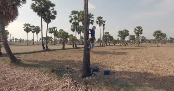 Fly Backward Revealing Toddy Tapper Climbing Palm Tree Collect Palm — Vídeo de Stock