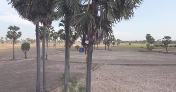 Fly Upwards Toddy Tapper Climbing Palm Tree Collect Palm Sap — Stock video